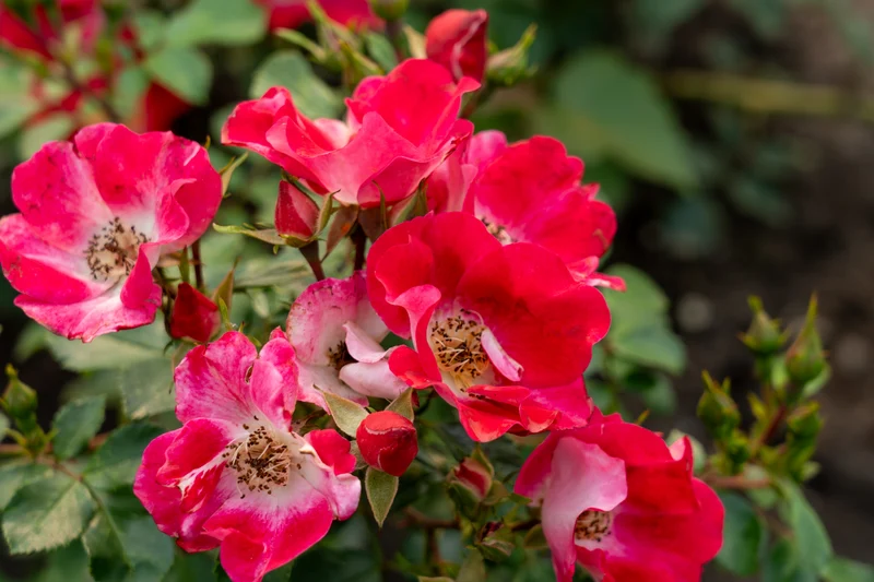 Rosier rustique ‘Carefree Spirit Redpink’ ( Rosa ‘Carefree Spirit Redpink’)