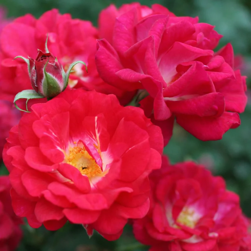 Rosier rustique ‘Children's Hope’ ( Rosa ‘Children's Hope’)