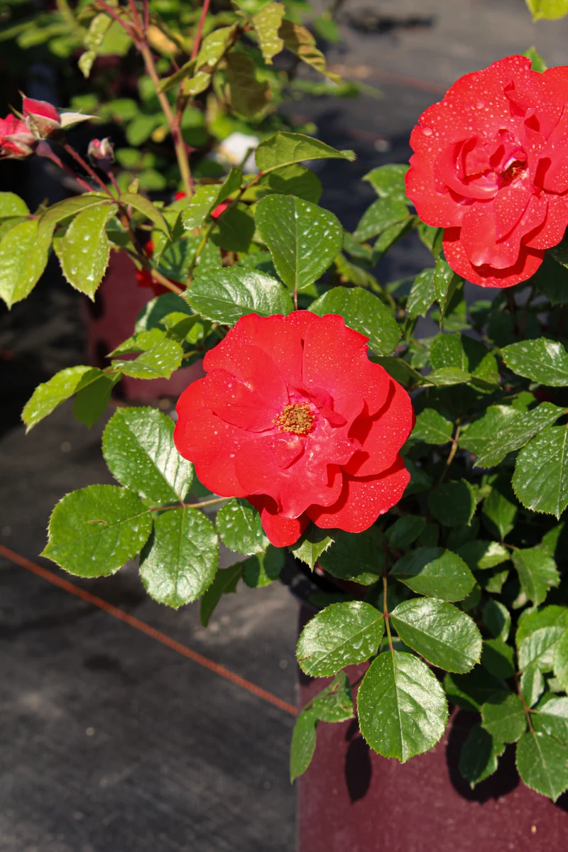 Rosier rustique ‘Cinnamon Hearts’ ( Rosa ‘Cinnamon Hearts’)