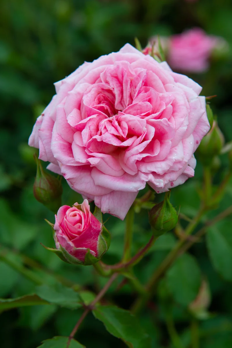Rosier rustique ‘Drift Sweet’ ( Rosa ‘Drift Sweet’)