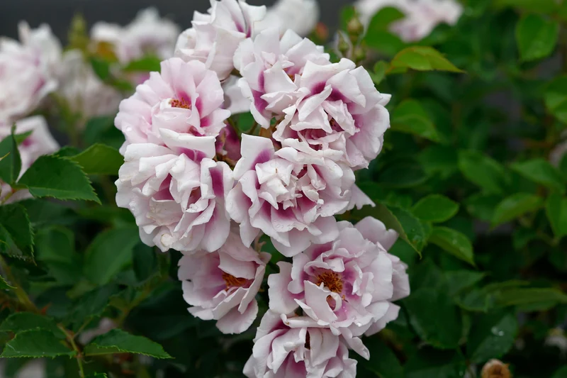 Rosier rustique ‘Easy on the Eyes’ ( Rosa ‘Easy on the Eyes’)
