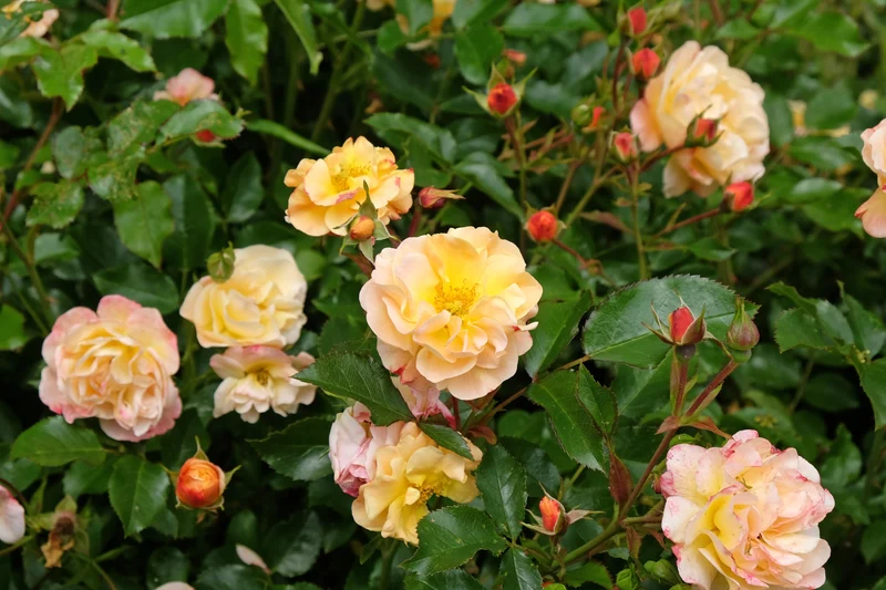 Rosier rustique ‘Flower Carpet Amber’ ( Rosa ‘Flower Carpet Amber’)