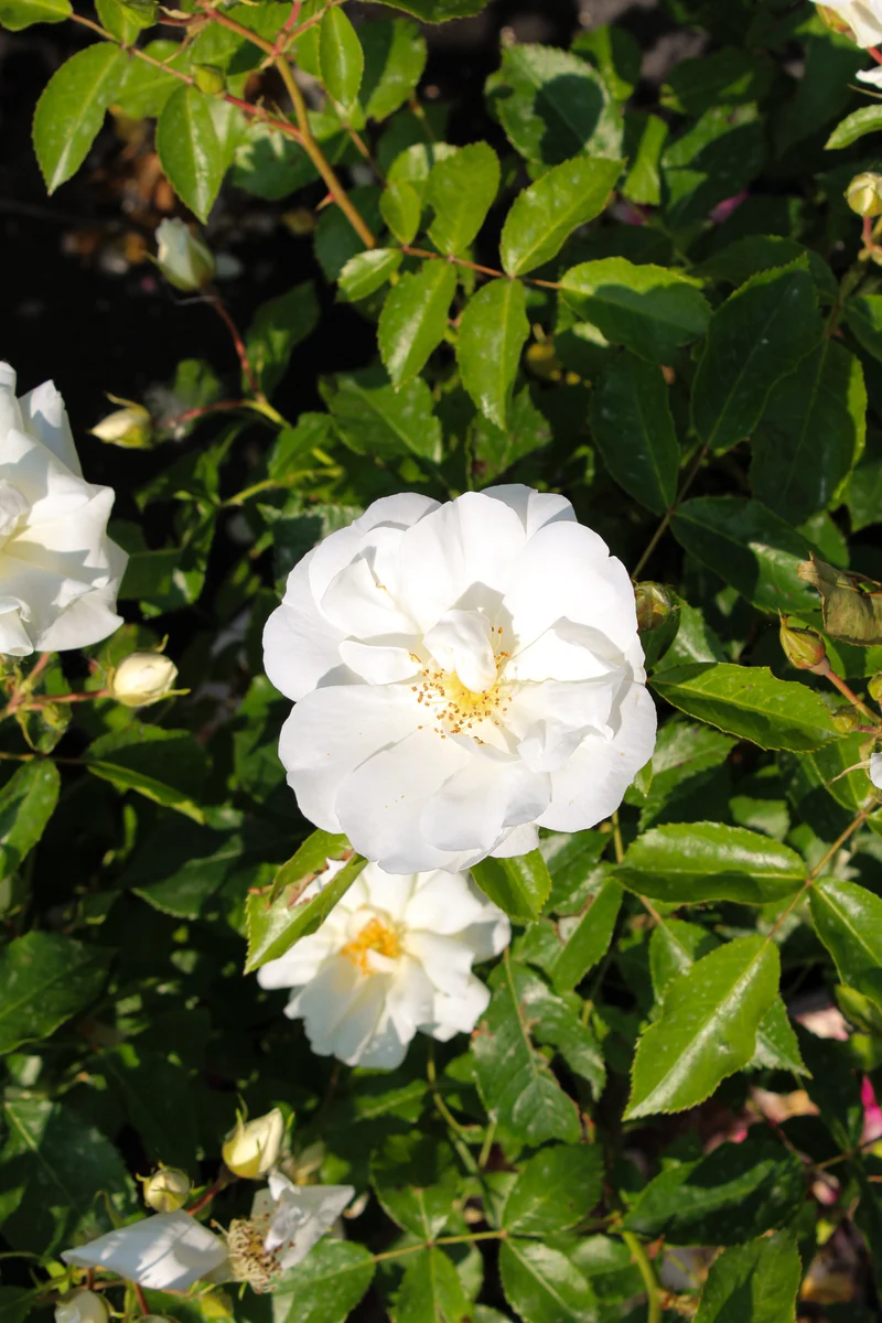 Rosier rustique ‘Flower Carpet Blanc’ ( Rosa ‘Flower Carpet Blanc’)