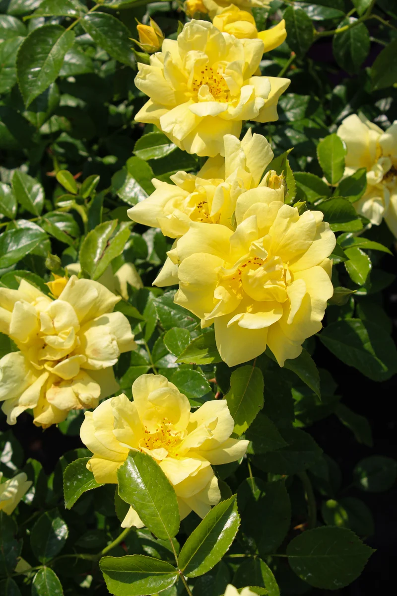 Rosier rustique ‘Flower Carpet Jaune’ ( Rosa ‘Flower Carpet Jaune’)