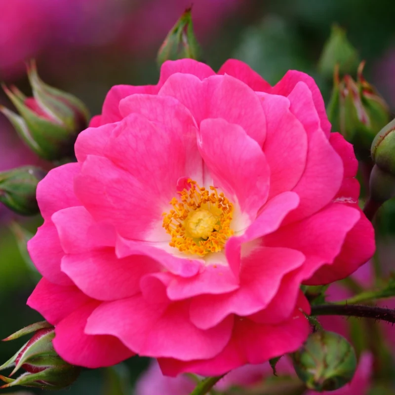 Rosier rustique ‘Flower Carpet Rose’ ( Rosa ‘Flower Carpet Rose’)