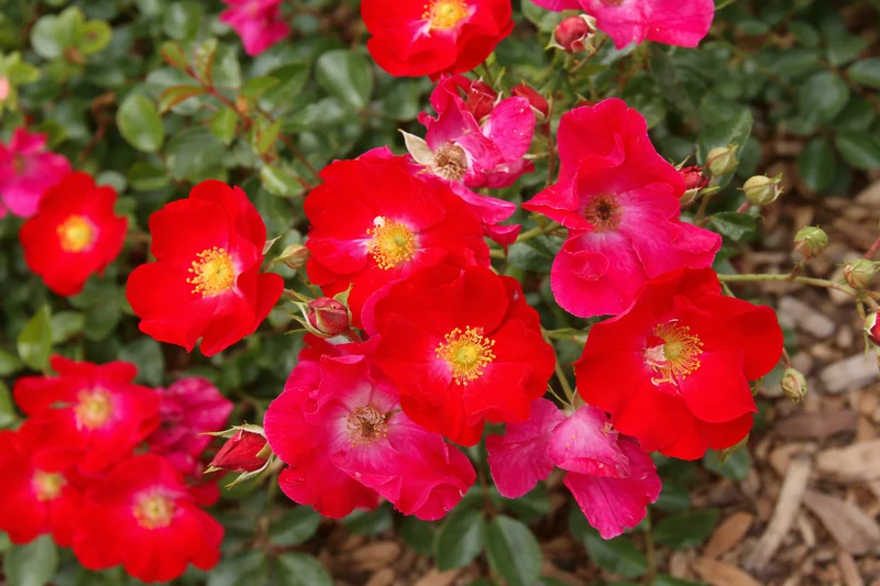 Rosier rustique ‘Flower Carpet Rouge’ ( Rosa ‘Flower Carpet Rouge’)