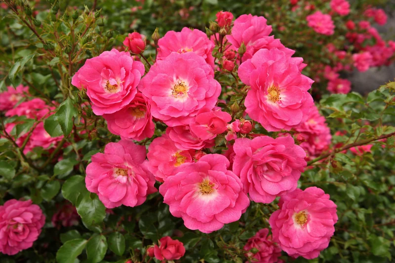 Rosier rustique ‘Flower Carpet Rose Supreme’ ( Rosa ‘Flower Carpet Rose Supreme’)