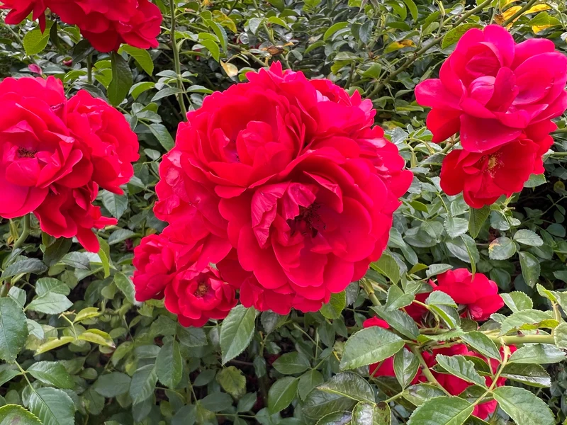 Rosier rustique ‘Flower Carpet Scarlet’ ( Rosa ‘Flower Carpet Scarlet’)