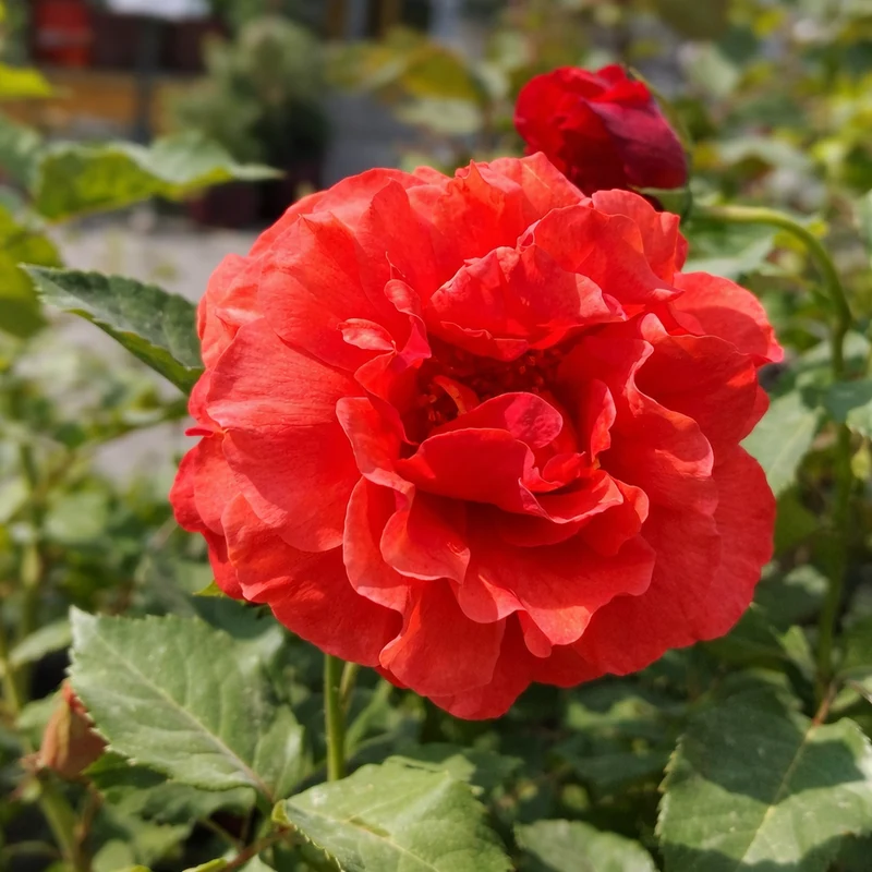 Rosier rustique ‘Foxy Lady’ ( Rosa ‘Foxy Lady’)