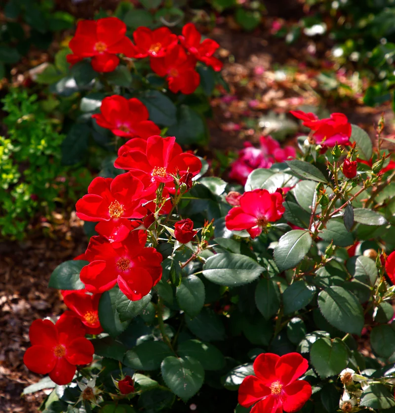 Rosier rustique ‘Home Run’ ( Rosa ‘Home Run’)