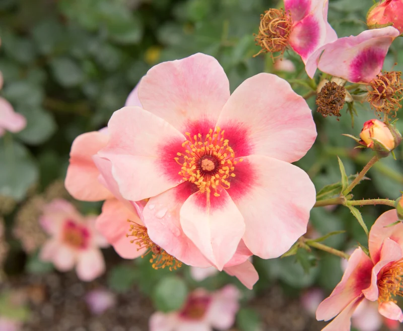 Rosier rustique ‘In Your Eyes’ ( Rosa ‘In Your Eyes’)