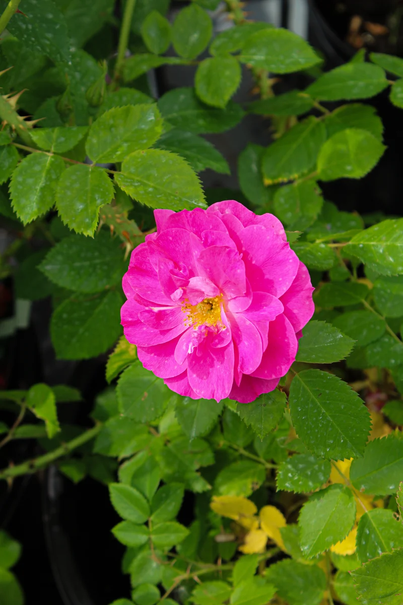 Rosier rustique ‘John Cabot’ ( Rosa ‘John Cabot’)