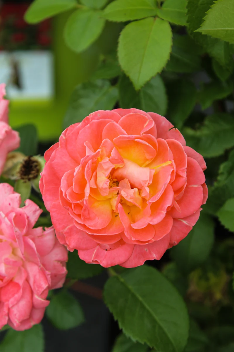 Rosier rustique ‘Knock Out Orange’ ( Rosa ‘Knock Out Orange’)
