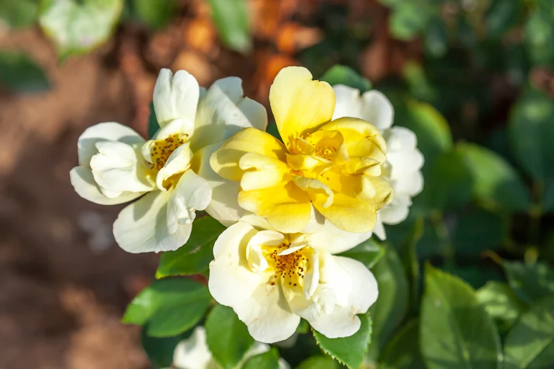Rosier rustique ‘Knock Out Yellow’ ( Rosa ‘Knock Out Yellow’)