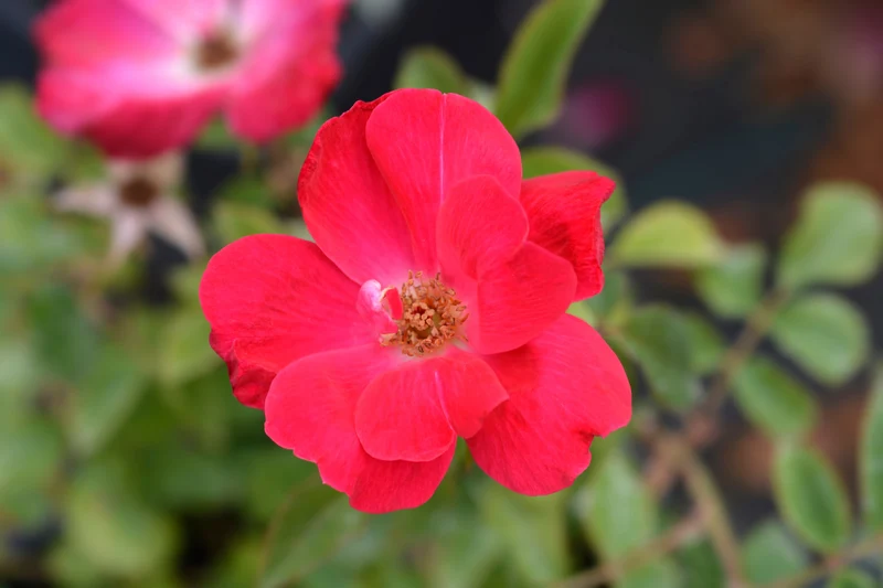 Rosier rustique ‘Knock Out Red’ ( Rosa ‘Knock Out Red’)