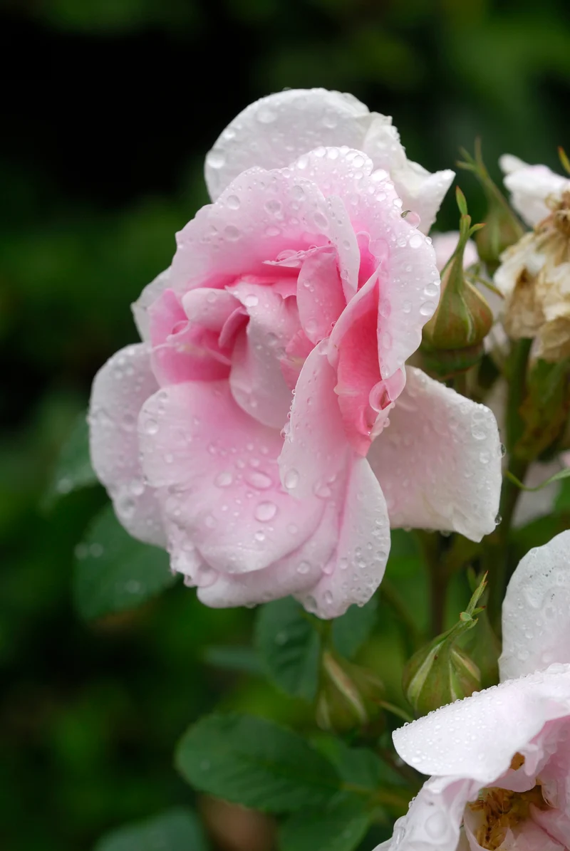 Rosier rustique ‘Martin Frobisher’ ( Rosa ‘Martin Frobisher’)