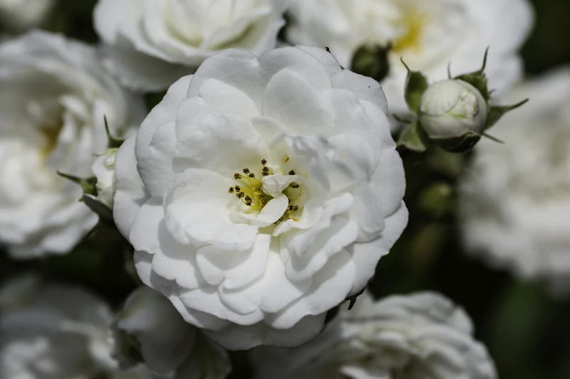 Rosier rustique ‘Meidiland Alba’ ( Rosa ‘Meidiland Alba’)
