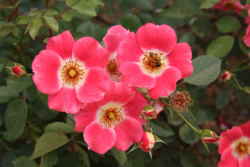 Rosier rustique ‘Meidiland Pink’ ( Rosa ‘Meidiland Pink’)