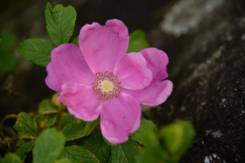 Rosier rustique ‘Nearly Wild’ ( Rosa ‘Nearly Wild’)