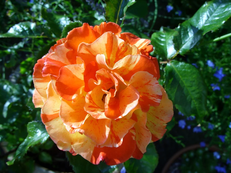 Rosier rustique ‘Oranges 'N' Lemons’ ( Rosa ‘Oranges 'N' Lemons’)