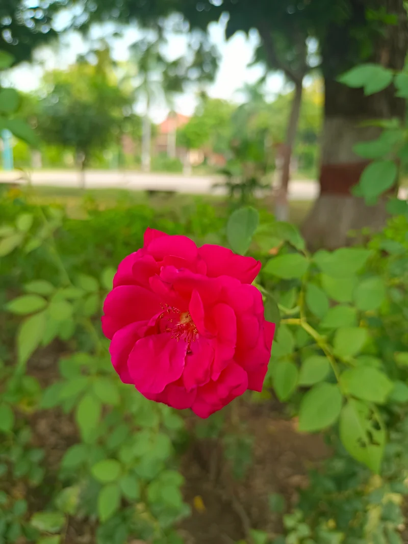 Rosier rustique ‘Party Hardy’ ( Rosa ‘Party Hardy’)