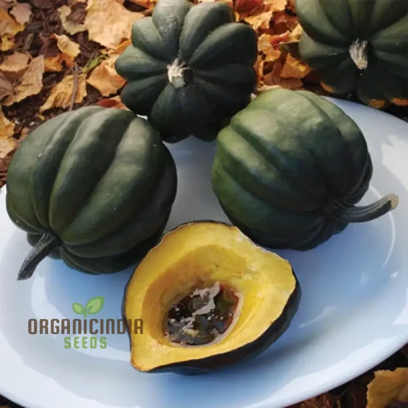 Acorn Table Queen for Gardening Enthusiasts | High-Quality Seeds for Thriving Gardens and Bountiful Harvests