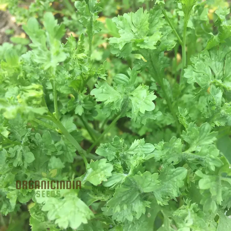 Wrinkled Crinkled Cress Seeds – Premium Quality Flavorful Greens for Home & Garden