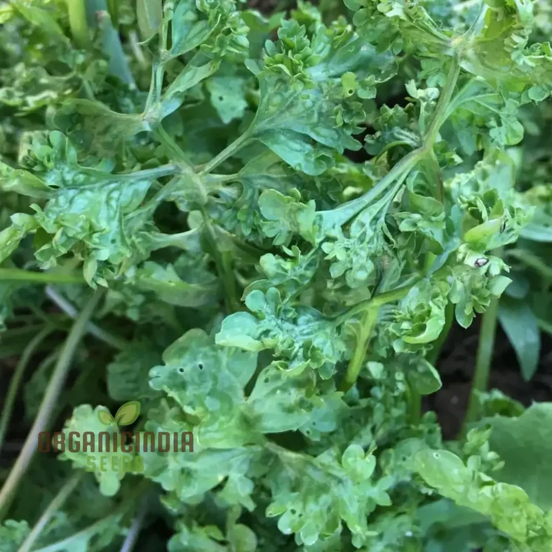 Wrinkled Crinkled Cress Seeds – Premium Quality Flavorful Greens for Home & Garden