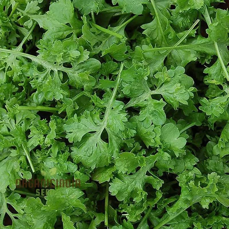 Wrinkled Crinkled Cress Seeds – Premium Quality Flavorful Greens for Home & Garden