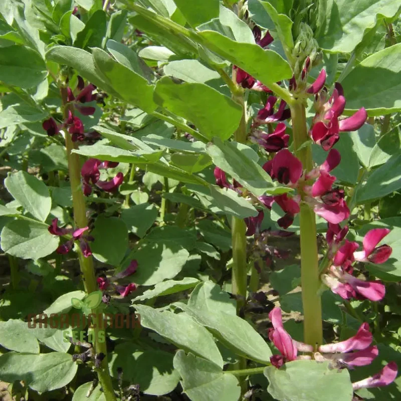 Broad Bean Karmazyn Vegetable Seeds for Planting, Premium Quality Seeds for Home Gardening
