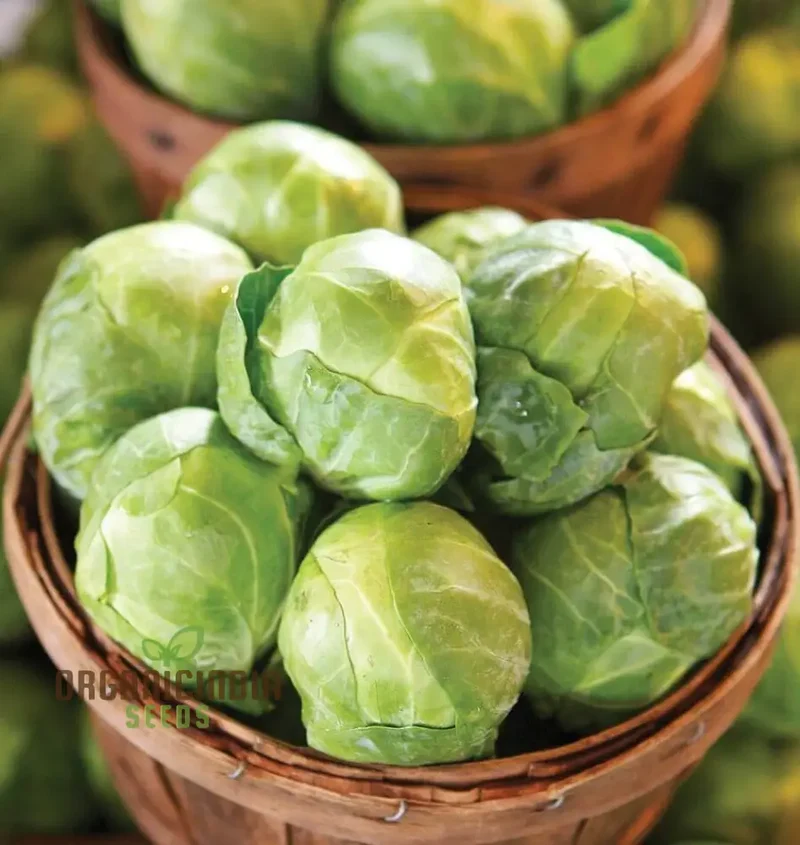 Brussels Sprout Brest F1 Seeds For Planting, High-Yielding Vegetable Seeds for Delicious and Nutritious Brussels Sprouts
