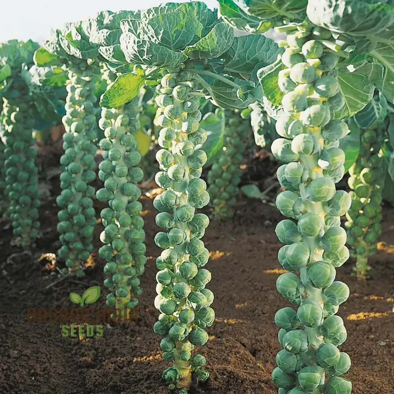 Brussels Sprout Brest F1 Seeds For Planting, High-Yielding Vegetable Seeds for Delicious and Nutritious Brussels Sprouts