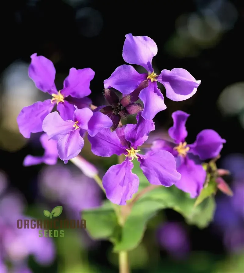 Chinese Violet Cress Seeds - Premium Quality for Planting and Gardening