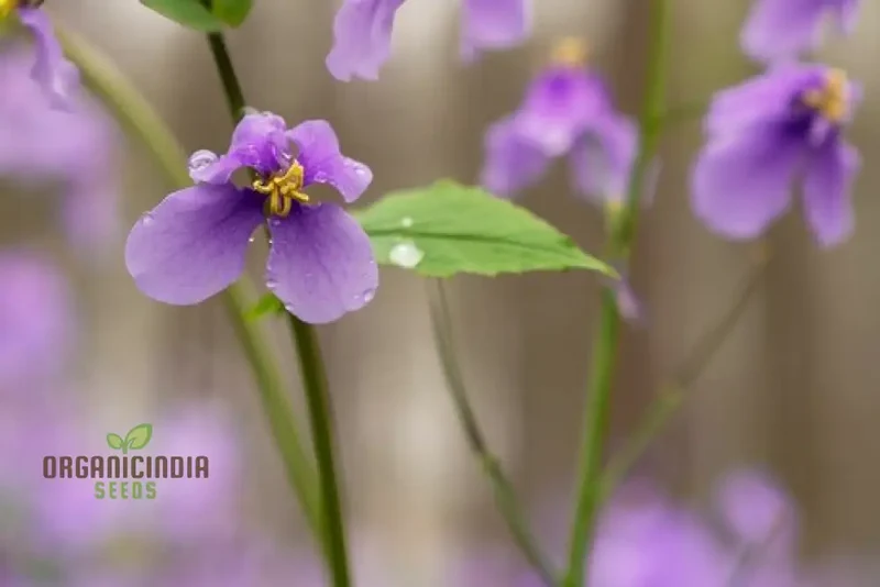 Chinese Violet Cress Seeds - Premium Quality for Planting and Gardening