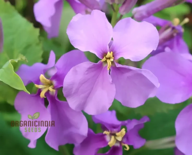 Chinese Violet Cress Seeds - Premium Quality for Planting and Gardening