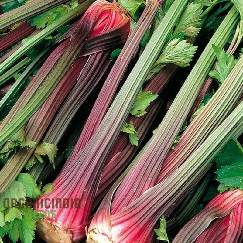 Celery Pink Vegetable Seeds For Planting, Wild Big Celery Seeds for a Unique and Flavorful Vegetable Garden