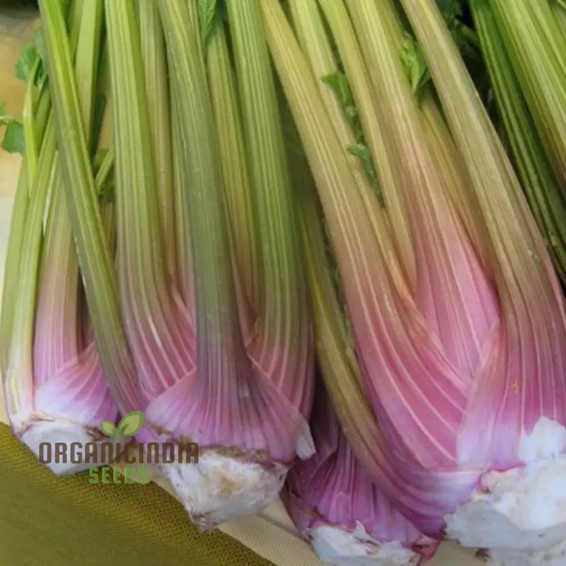 Celery Pink Vegetable Seeds For Planting, Wild Big Celery Seeds for a Unique and Flavorful Vegetable Garden