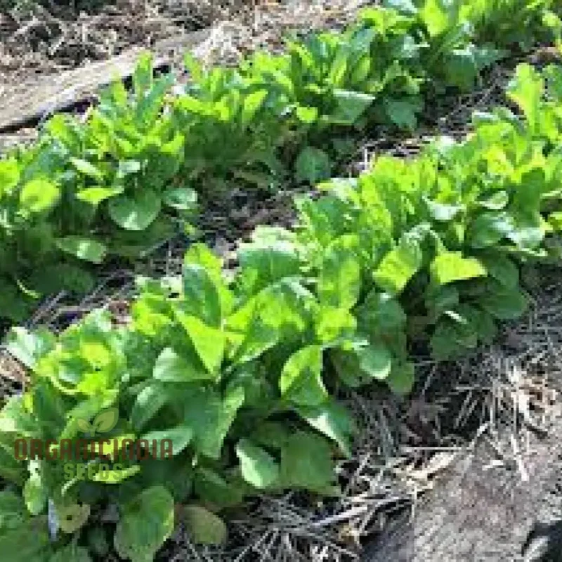 Tasty Mustard Mix Seeds for Gardening Enthusiasts Unique Blend of Spicy Mustard Greens for Your Garden
