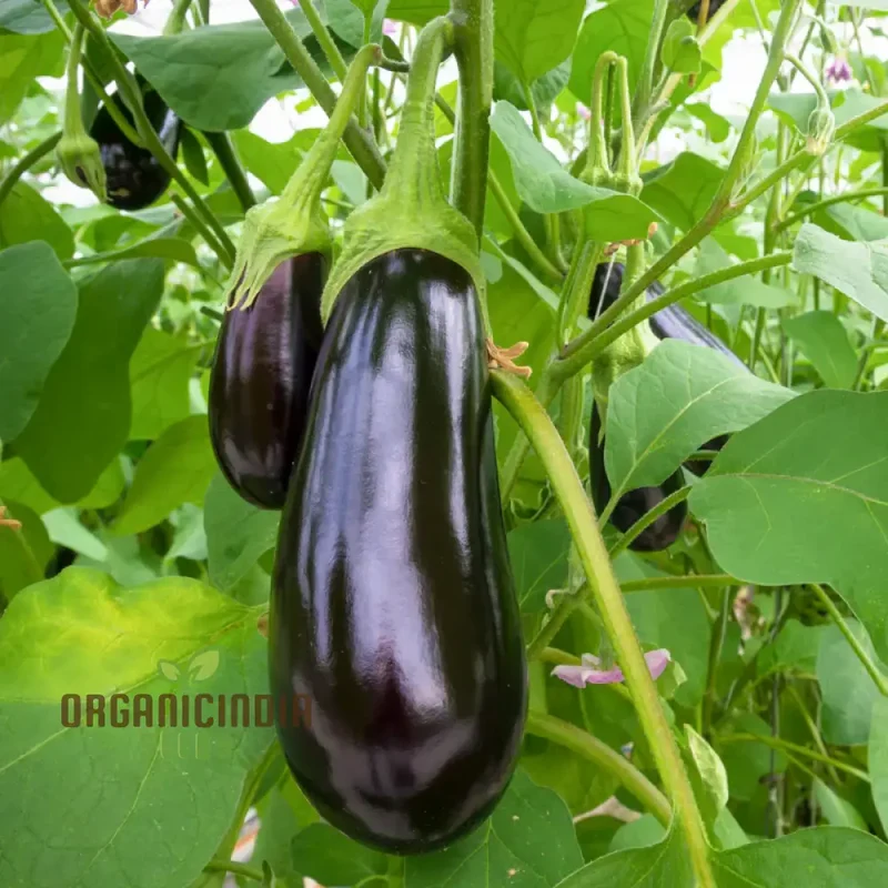 Aubergine or Eggplant F1 Seeds for Planting, Premium Vegetable Seeds for Your Garden