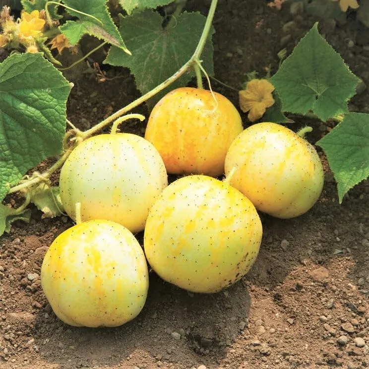 Cucumber (Outdoor) Crystal Apple Vegetable Seeds For Planting, Crisp and Refreshing Cucumber Seeds for Outdoor Gardens