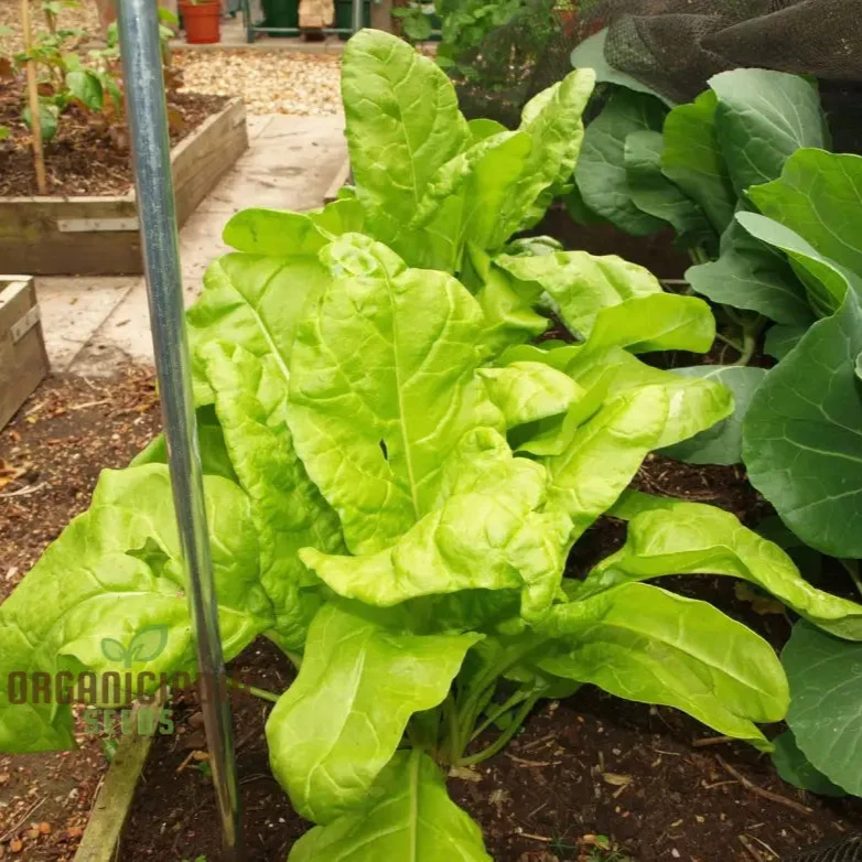 Perpetual Spinach Seeds for Gardening - High Yield, Nutrient-Rich, and Easy-to-Grow Leafy Greens for Year-Round Harvest