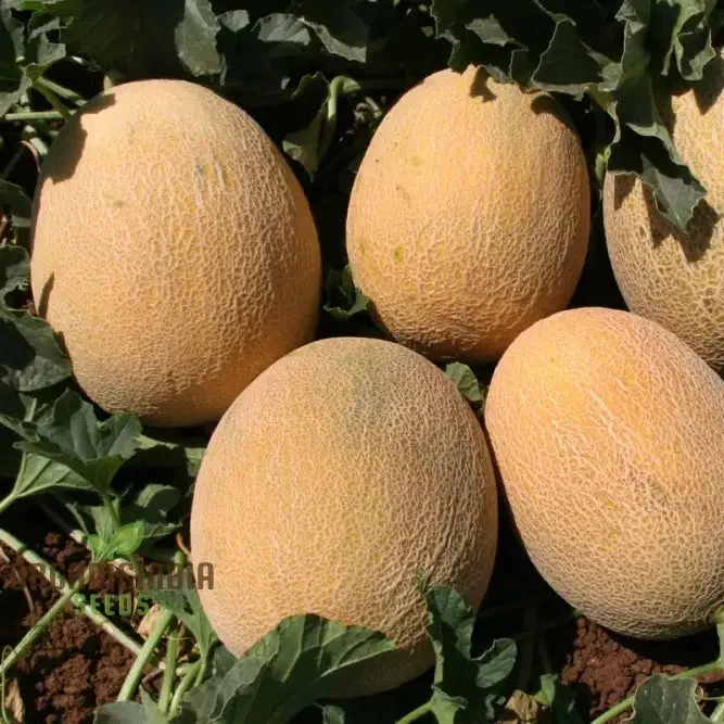 Ananas Melon Seeds for Planting - High-Quality Seeds for Your Garden