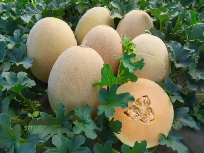 Ananas Melon Seeds for Planting - High-Quality Seeds for Your Garden