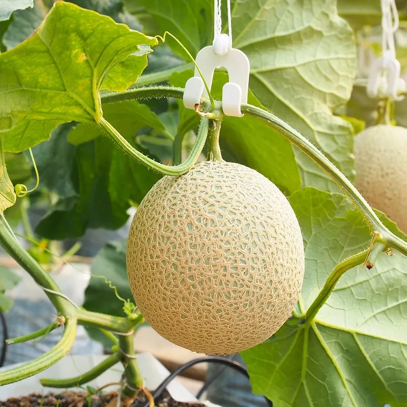 Melon Emir F1 AGM Seeds, High-Quality Fruit Seeds for Planting Delicious Melons in Your Garden