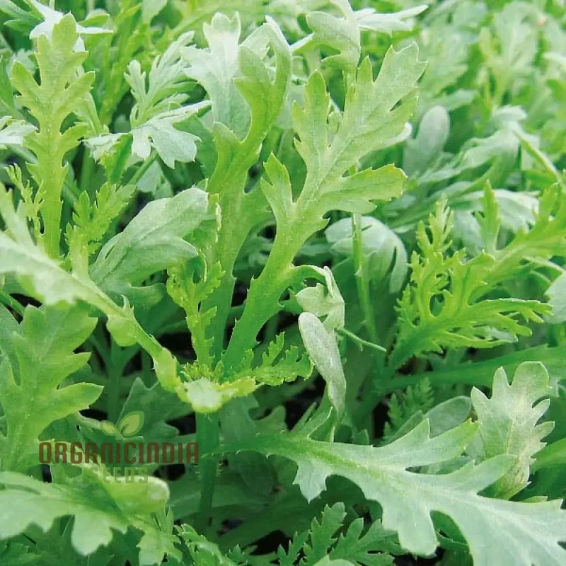 Indian Mustard 'Amsoi Green' Seeds for Exceptional Gardening Ideal for Home Garden Enthusiasts and Organic Growers