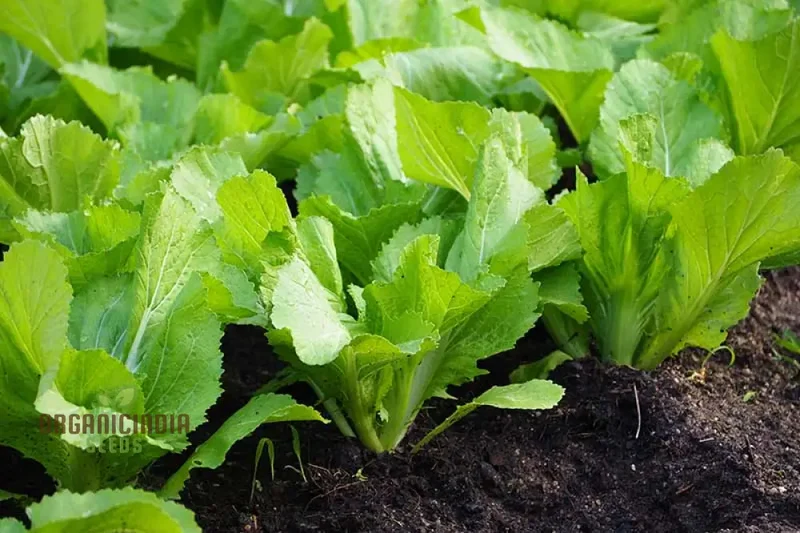 Indian Mustard 'Amsoi Green' Seeds for Exceptional Gardening Ideal for Home Garden Enthusiasts and Organic Growers