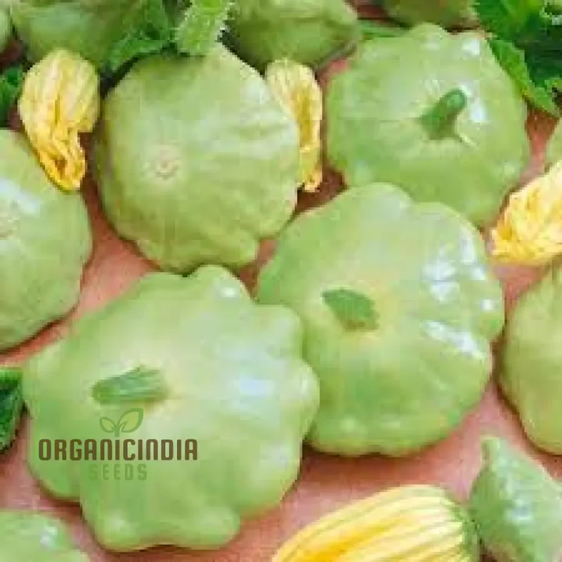 Summer Squash Seeds - Scallop Blend | Premium Gardening Seeds for Your Garden