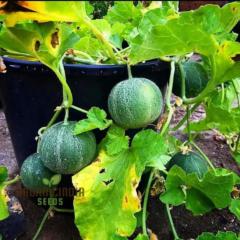 Melon Seeds - Minnesota Midget, Heirloom Garden Planting Seeds