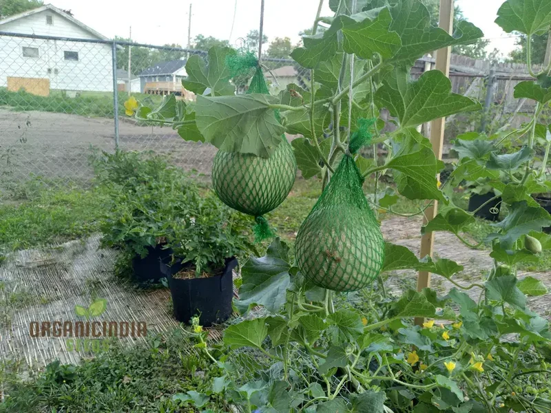 Melon Seeds - Minnesota Midget, Heirloom Garden Planting Seeds