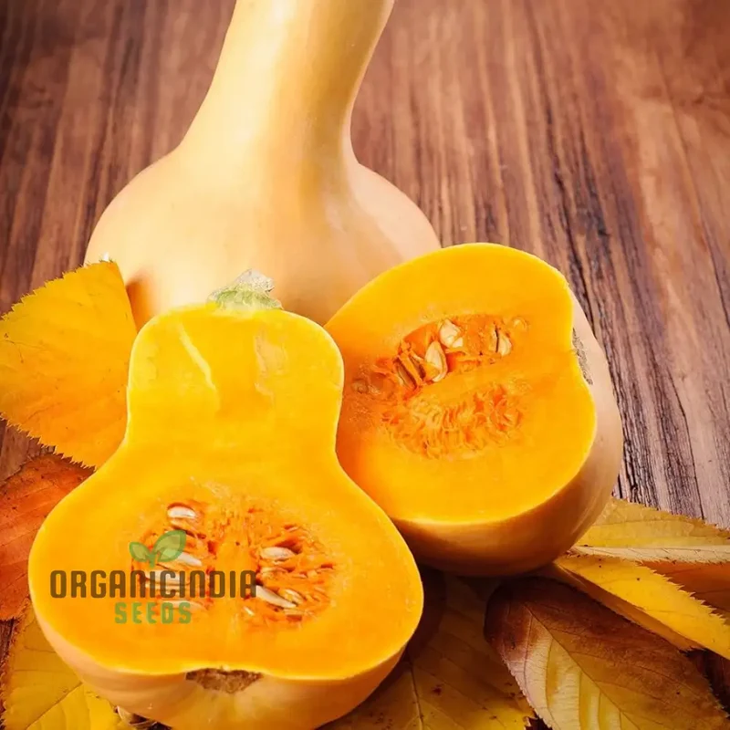 Waltham Butternut Squash Seeds for Planting, Gardening Seeds for Your Vegetable Garden